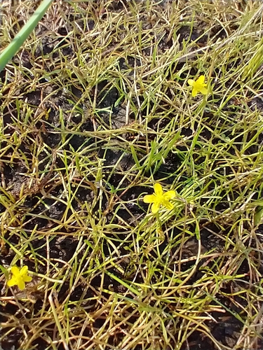 Ranunculus flammula (Lesser Spearwort)