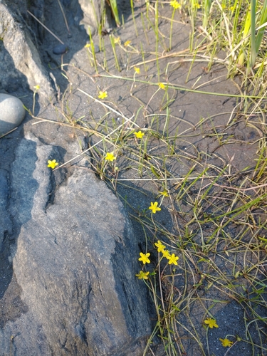 Ranunculus flammula (Lesser Spearwort)