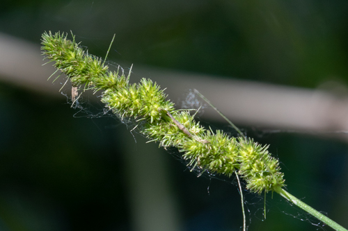 Carex vulpinoidea (Fox Sedge)