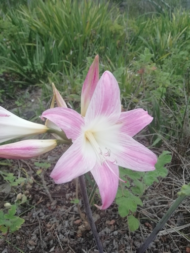 Amaryllis belladonna (Belladonna Lily) (alternate view 2)