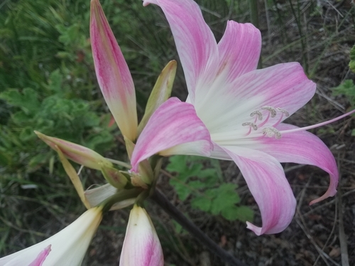 Amaryllis belladonna (Belladonna Lily) (alternate view 3)