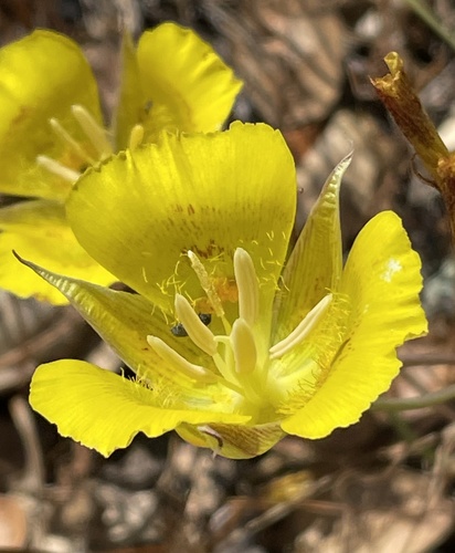 Calochortus luteus (Yellow Mariposa Lily) (alternate view 7)