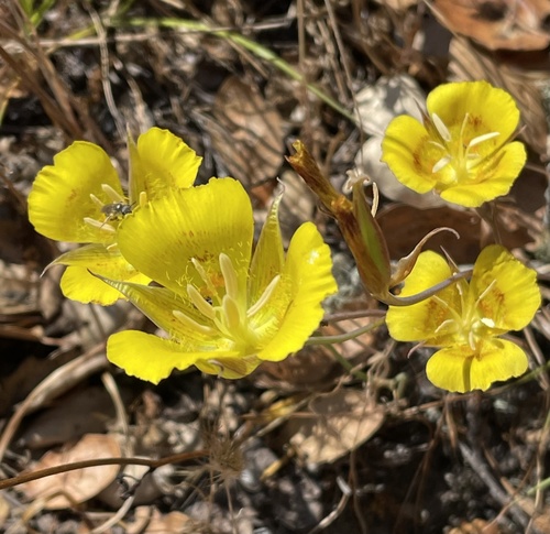 Calochortus luteus (Yellow Mariposa Lily) (alternate view 8)