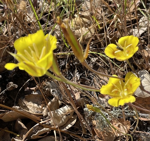 Calochortus luteus (Yellow Mariposa Lily) (alternate view 9)
