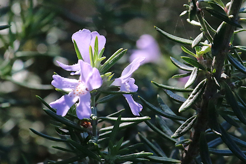Westringia fruticosa (Coastal Rosemary) (alternate view 3)