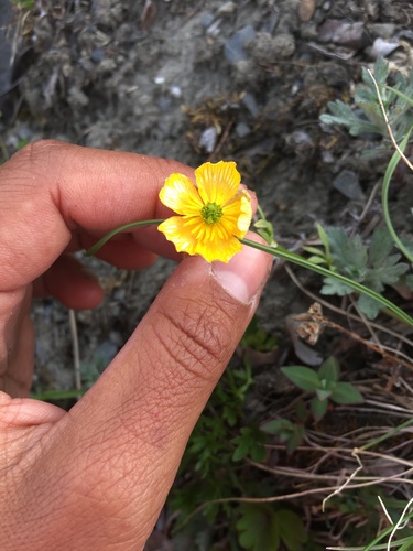 Ranunculus occidentalis (Western Buttercup) (alternate view 4)