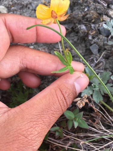 Ranunculus occidentalis (Western Buttercup) (alternate view 5)
