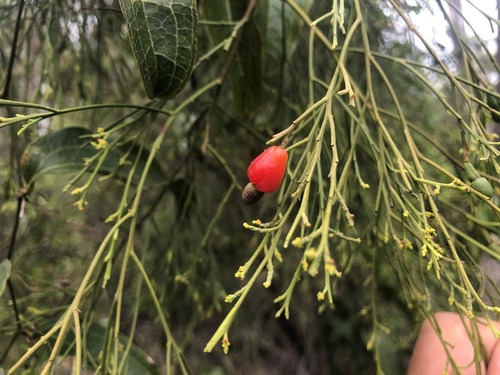 Exocarpos cupressiformis (Cherry Ballart) (alternate view 9)