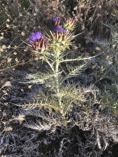 Cynara cardunculus (artichoke, cardoon) (alternate view 4)