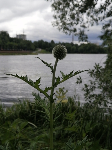 Echinops exaltatus (Russian Globe Thistle) (alternate view 4)