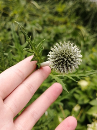 Echinops exaltatus (Russian Globe Thistle) (alternate view 5)