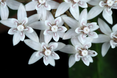 Asclepias perennis (Aquatic Milkweed) (alternate view 2)