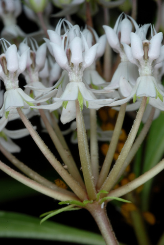 Asclepias perennis (Aquatic Milkweed) (alternate view 3)