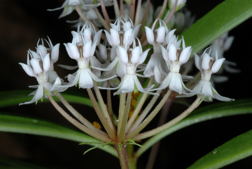 Asclepias perennis (Aquatic Milkweed) (alternate view 4)