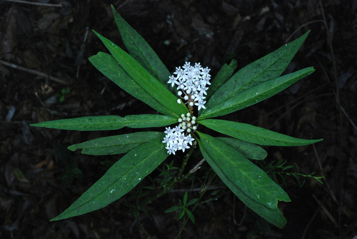 Asclepias perennis (Aquatic Milkweed) (alternate view 5)