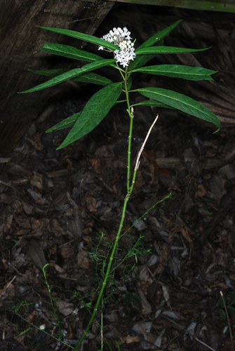 Asclepias perennis (Aquatic Milkweed) (alternate view 6)