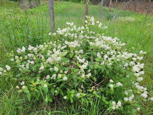 Ceanothus americanus (New Jersey tea)