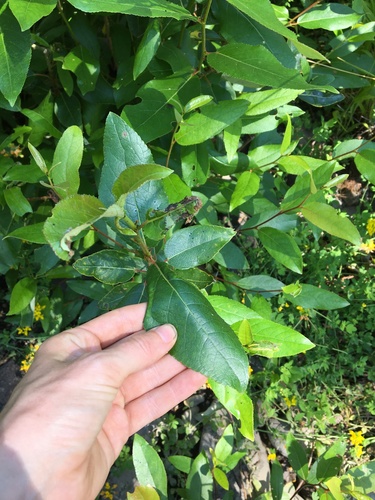 Populus trichocarpa (cottonwood)