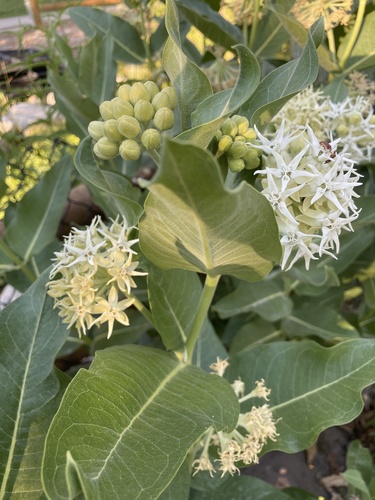 Asclepias speciosa (Showy Milkweed) (alternate view 5)