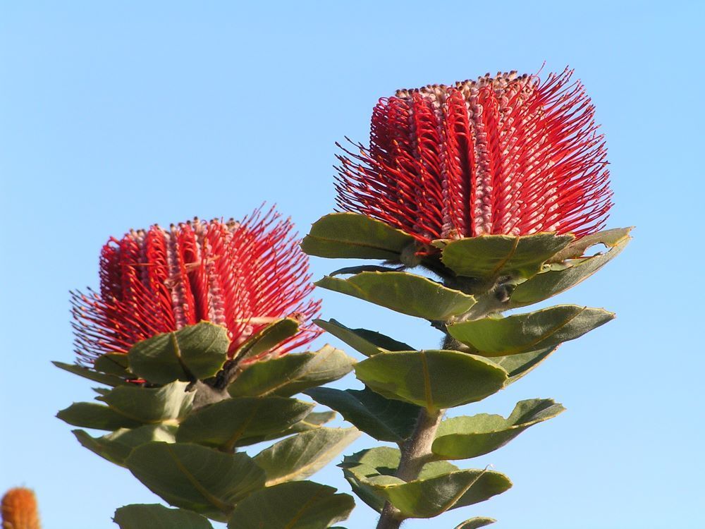 Banksia coccinea, Scarlet banksia — upright evergreen (Proteaceae) (image 8 of 10)