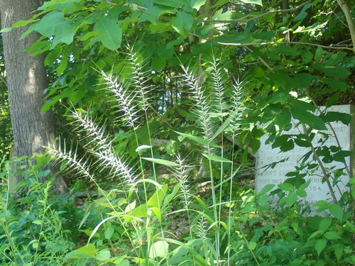 Elymus hystrix (Bottlebrush Grass)