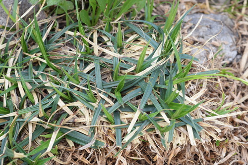 Carex firma (firm sedge) (alternate view 3)