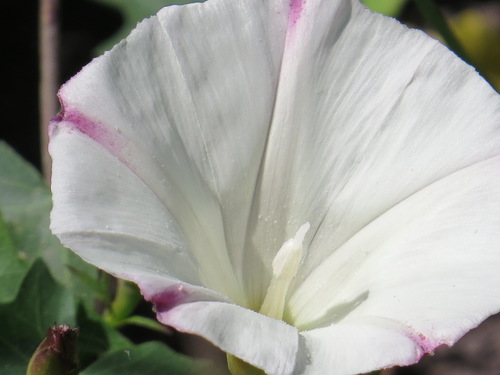 Calystegia purpurata (Pacific False Bindweed) (alternate view 3)