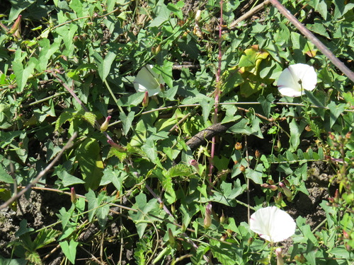 Calystegia purpurata (Pacific False Bindweed) (alternate view 4)