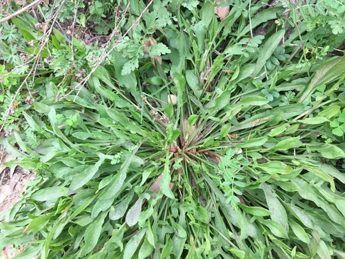 Rumex acetosella (sheep sorrel) (alternate view 3)