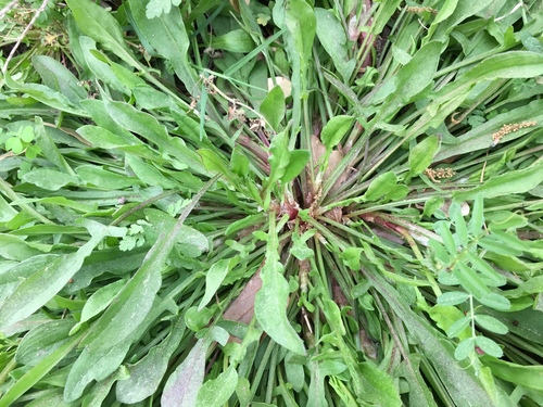 Rumex acetosella (sheep sorrel) (alternate view 2)