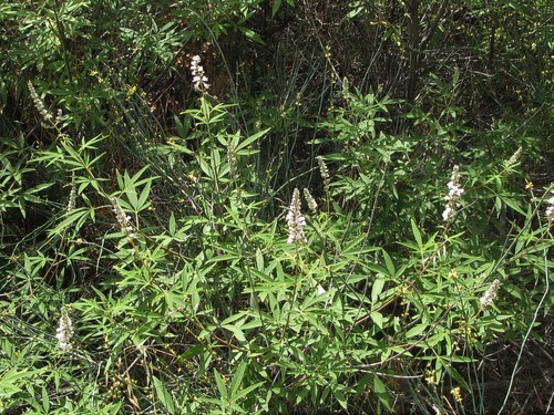 Vitex agnus-castus (chaste tree) (alternate view 2)