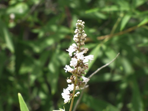Vitex agnus-castus (chaste tree)