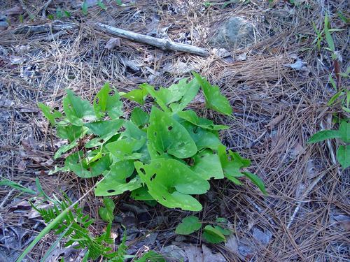 Asarum arifolium (Little Brown Jugs) (alternate view 2)