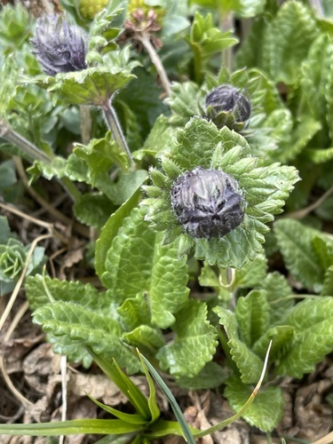 Dracocephalum grandiflorum (Large-flowered Dragonhead)