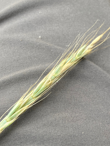 Elymus glaucus (blue wildrye) (alternate view 2)