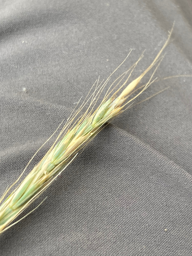 Elymus glaucus (blue wildrye) (alternate view 3)