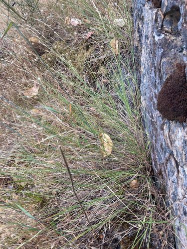 Elymus glaucus (blue wildrye) (alternate view 4)