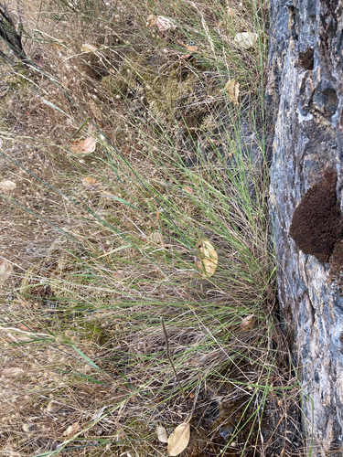 Elymus glaucus (blue wildrye) (alternate view 5)