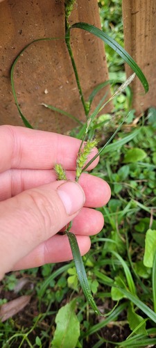 Carex hirta (hairy sedge)