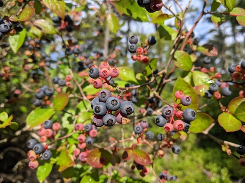 Vaccinium corymbosum (blueberry)