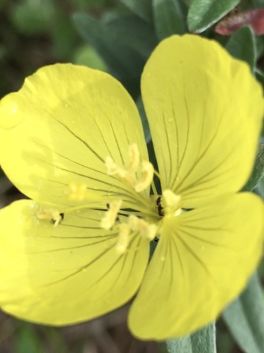 Oenothera fruticosa (evening primrose) (alternate view 3)