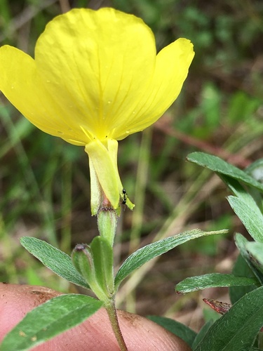 Oenothera fruticosa (evening primrose) (alternate view 4)