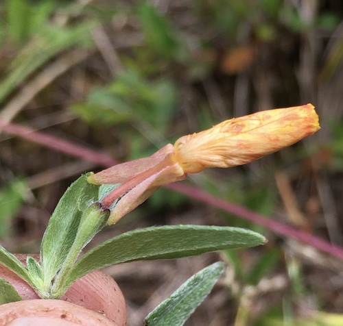 Oenothera fruticosa (evening primrose) (alternate view 5)