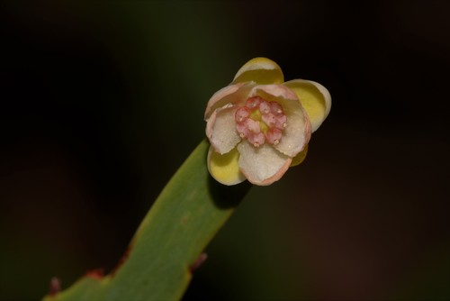 Hibbertia (guinea-flowers) (alternate view 5)