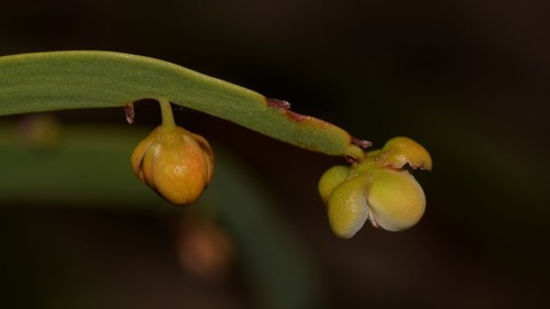 Hibbertia (guinea-flowers) (alternate view 7)