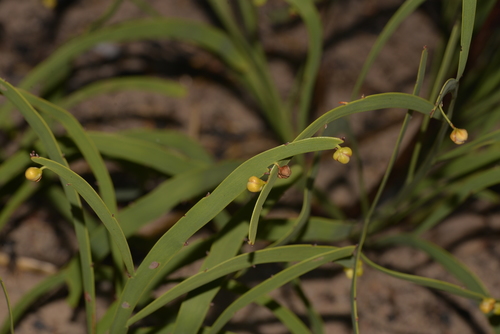 Hibbertia (guinea-flowers) (alternate view 6)