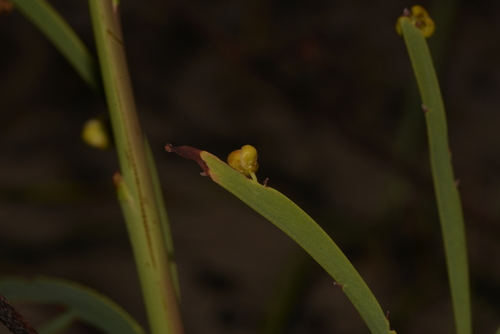 Hibbertia (guinea-flowers) (alternate view 9)