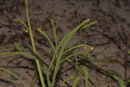Hibbertia (guinea-flowers) (alternate view 8)