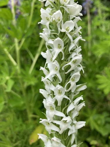 Platanthera dilatata (white bog orchid) (alternate view 2)