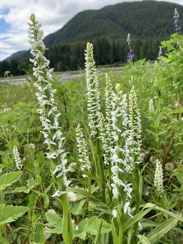 Platanthera dilatata (white bog orchid) (alternate view 3)